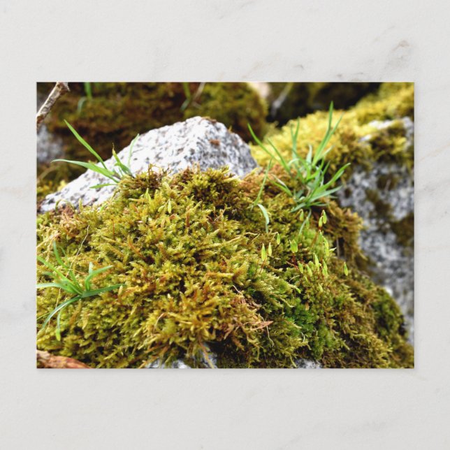 Carte Postale Mosses, Printemps éveil (Devant)