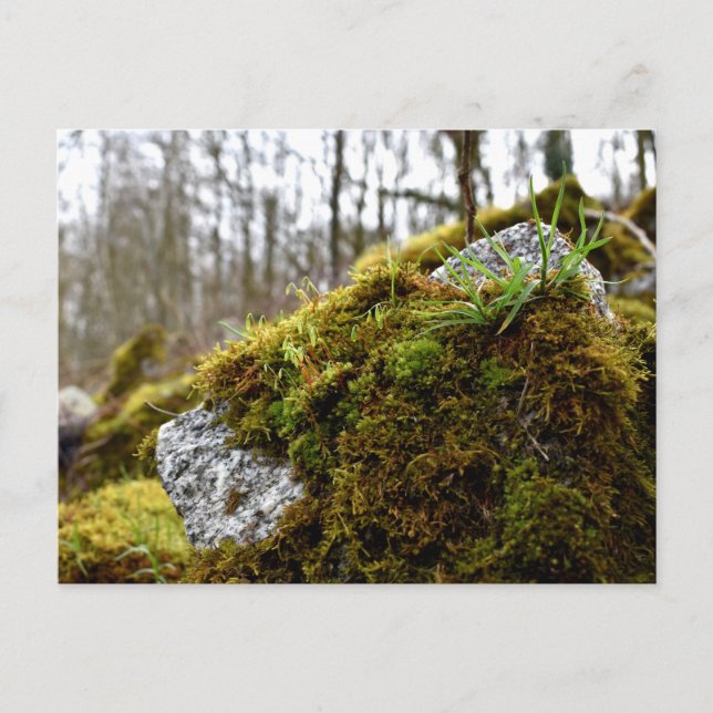 Carte Postale Mosses, Printemps éveil (Devant)