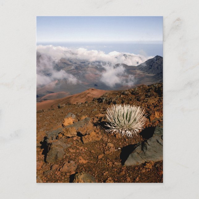 Carte Postale Mot d'argent sur la rime du cratère de Haleakala,  (Devant)