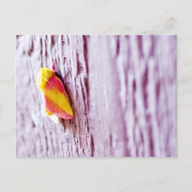 Carte Postale Moth (Devant)