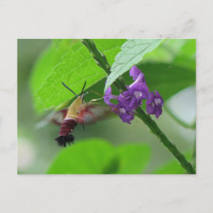 Carte postale Moth Clearing