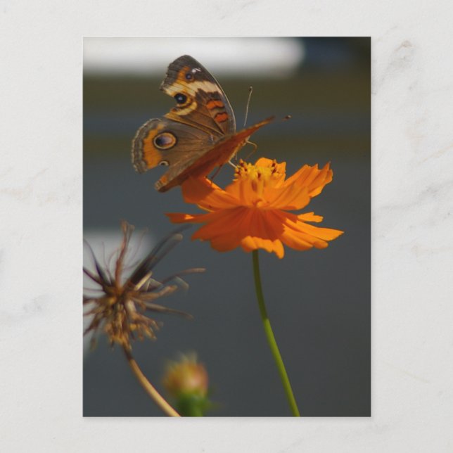 Carte Postale Moth Coreopsis (Devant)