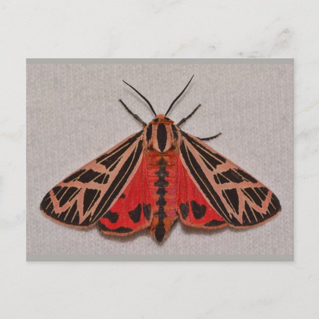 Carte Postale Moth de tigre du Missouri. (Devant)