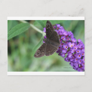 Carte Postale Moth Dreams