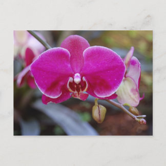 Carte postale Moth Orchid