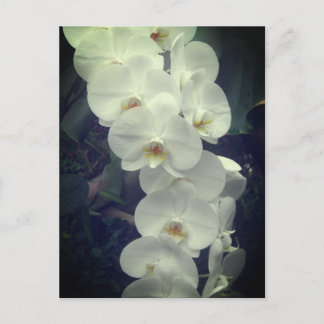 Carte postale Moth Orchid