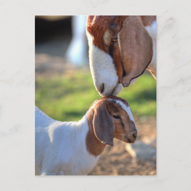 Carte Postale Mother Goat et bébé (Devant)