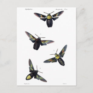 Carte Postale Moths victoriennes