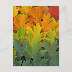 Carte Postale Motif d'automne 2