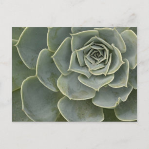 Carte Postale Motif de cactus