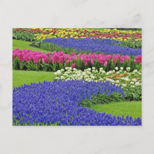 Carte Postale Motif de jacinthe des vignes, tulipes, et 3