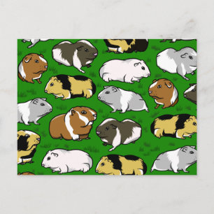 Carte Postale Motif de porcs de Guinée