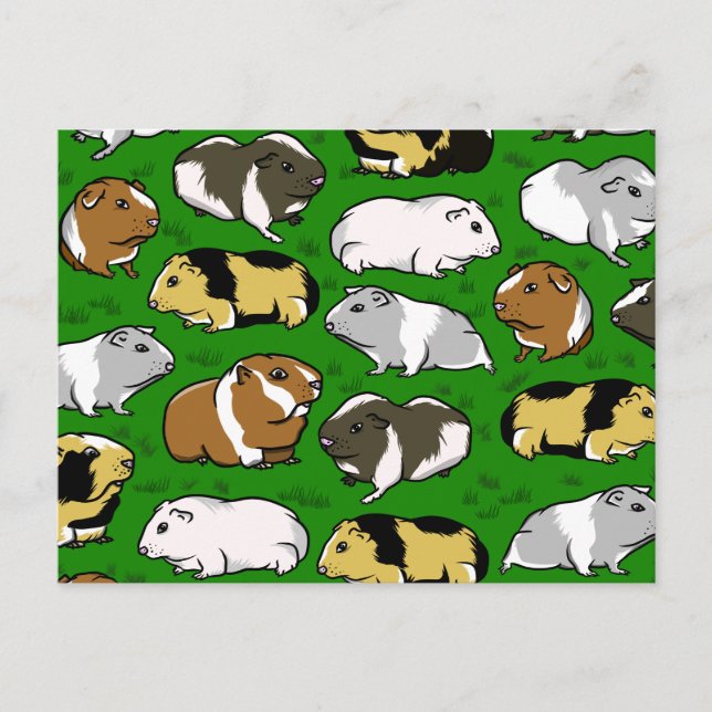 Carte Postale Motif de porcs de Guinée (Devant)