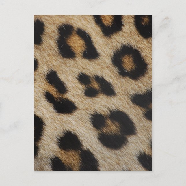 Carte Postale Motif de texture de fourrure de léopard (Devant)