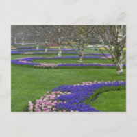 Motif de tulipes et de fleurs de Grape Hyacinth, 4