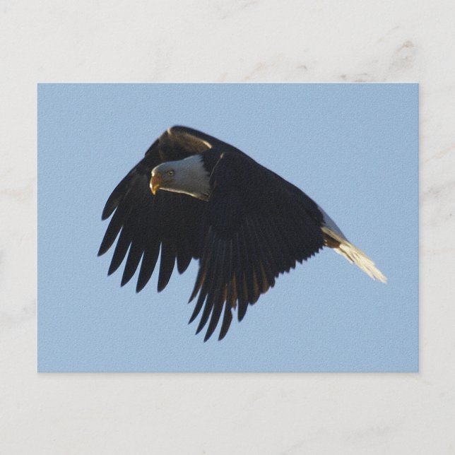 Carte Postale MOtivation de BALD EAGLE (Devant)