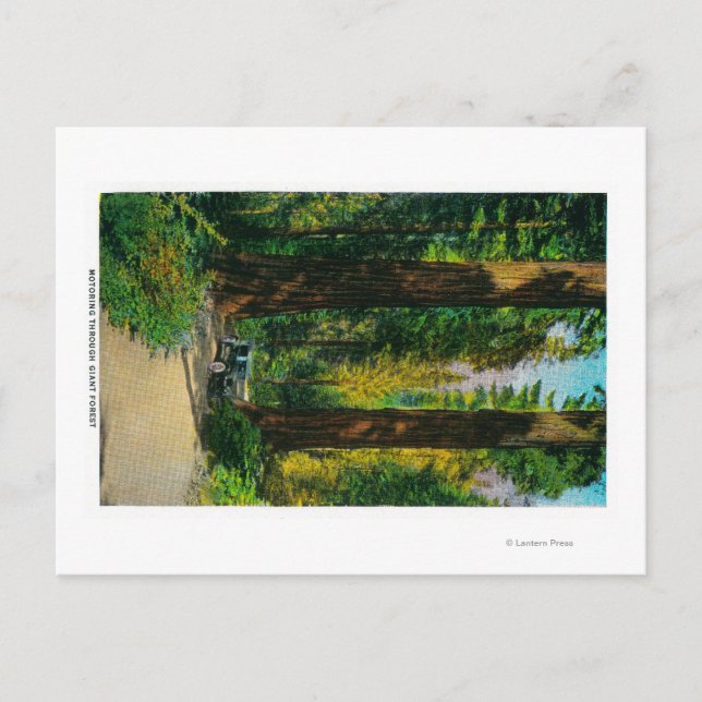 Carte Postale Motorisation à travers la forêt géante, séquoias (Devant)