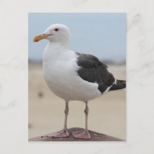 Carte Postale Mouette