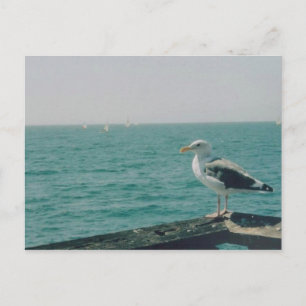 Carte Postale Mouette