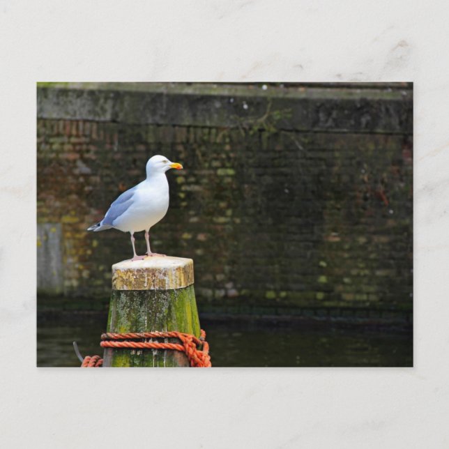 Carte Postale Mouette (Devant)