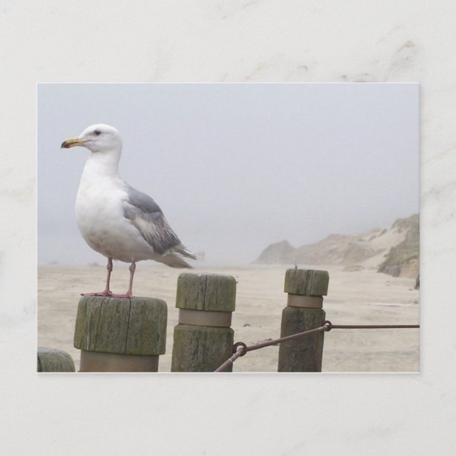 Carte Postale Mouette (Devant)