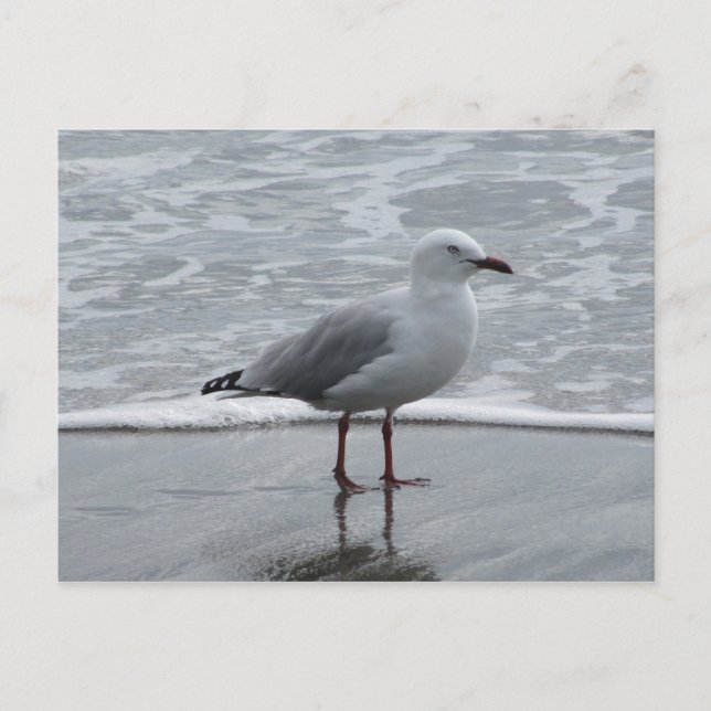 Carte Postale Mouette au bord de l'eau (Devant)