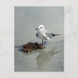 Carte Postale Mouette aux algues