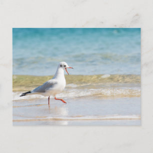 Carte Postale Mouette drôle
