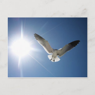 Carte Postale Mouette et soleil