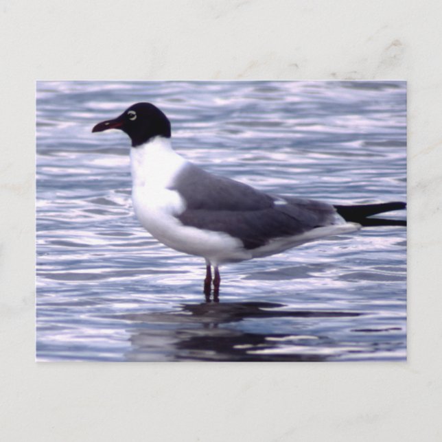 Carte Postale Mouette rieuse (Devant)