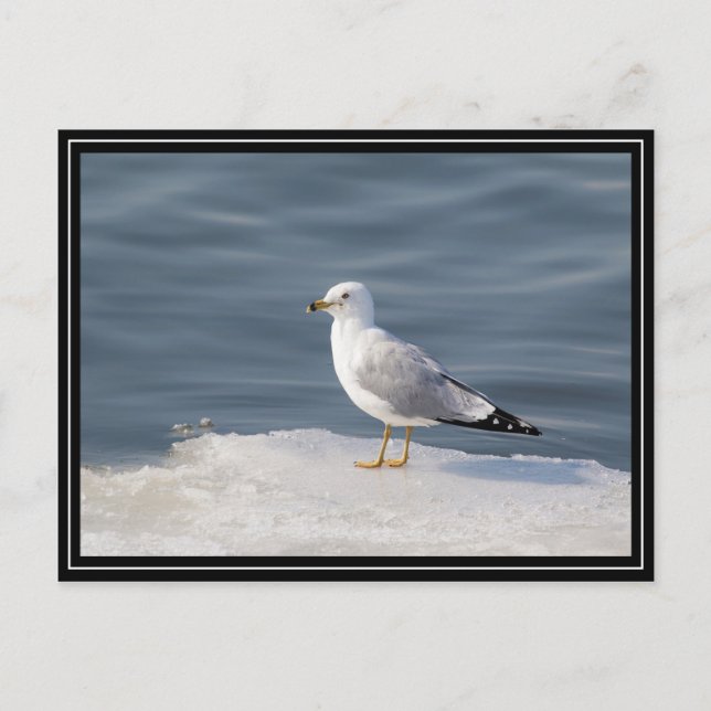 Carte Postale Mouette sur glace (Devant)