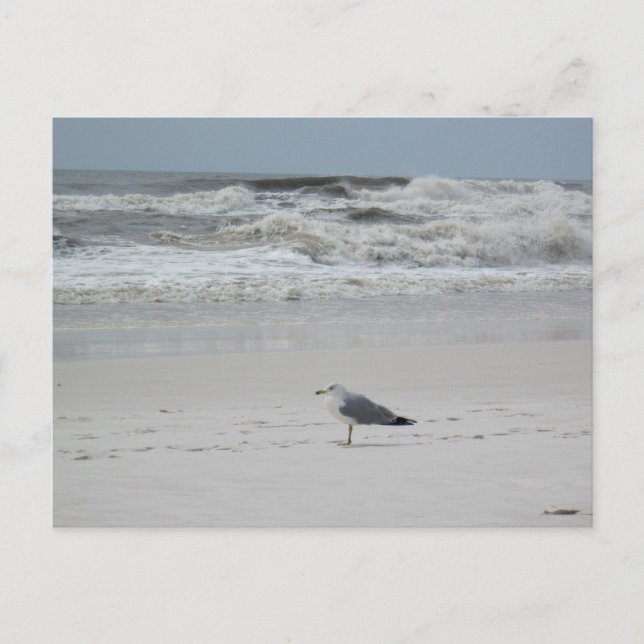 Carte Postale Mouette sur la plage (Devant)