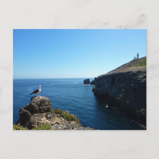 Carte Postale Mouette sur l'île d'Anacapa aux îles Channel (Devant)