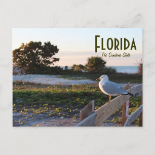 Carte Postale Mouette sur l'île de lune de miel de l'État Sunshi