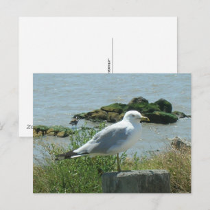 Carte postale - Mouette sur Pile