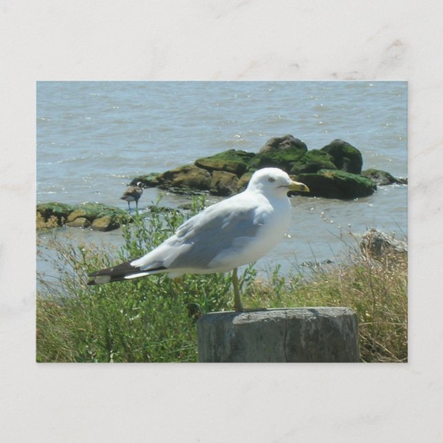 Carte postale - Mouette sur Pile (Devant)