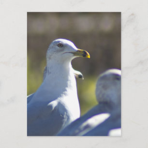 Carte Postale Mouette sur rail