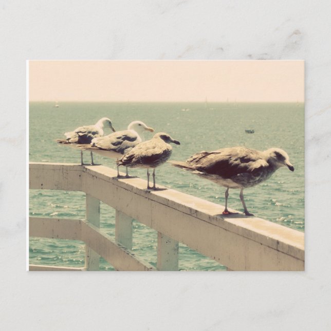 Carte Postale Mouettes (Devant)