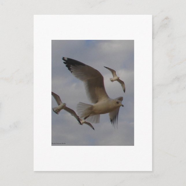 Carte Postale Mouettes (Devant)