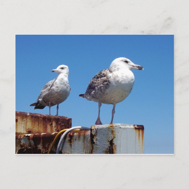 Carte Postale Mouettes (Devant)