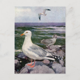 Carte Postale Mouettes à hareng sur le rivage rocheux