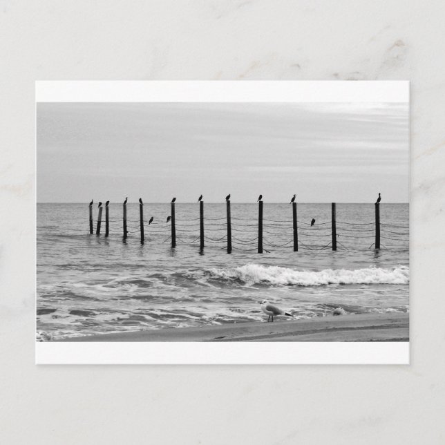 Carte Postale mouettes à la plage (Devant)