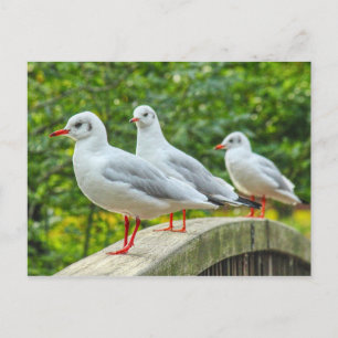 Carte Postale Mouettes à pattes rouges