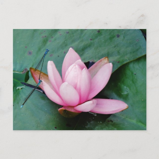 Carte Postale Mouettes bleues sur une fleur de lotus rose (Devant)