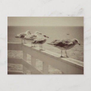 Carte Postale Mouettes de mer vintages
