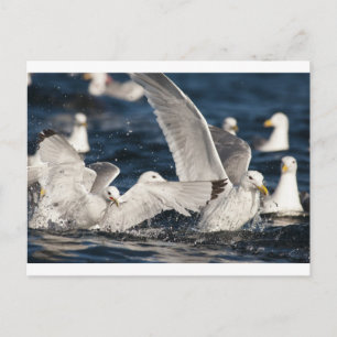 Carte Postale Mouettes émergentes