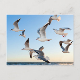 Carte Postale Mouettes en vol
