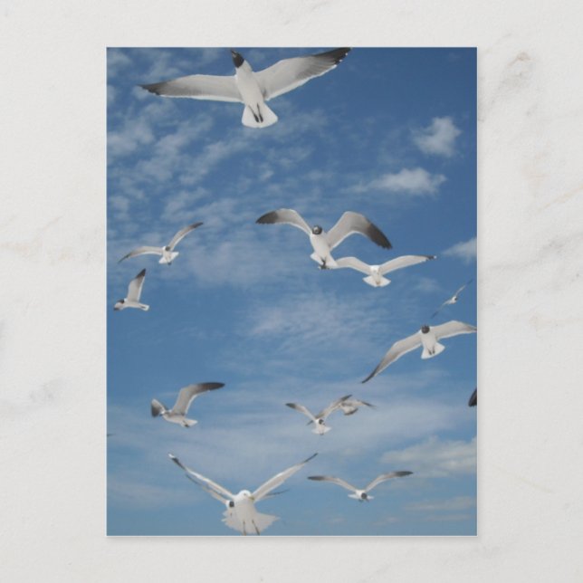 Carte Postale Mouettes en vol (Devant)