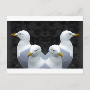 Carte Postale Mouettes, Mouettes, Mouettes