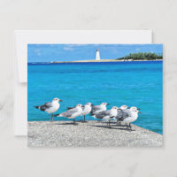 Mouettes, Nassau, Bahamas